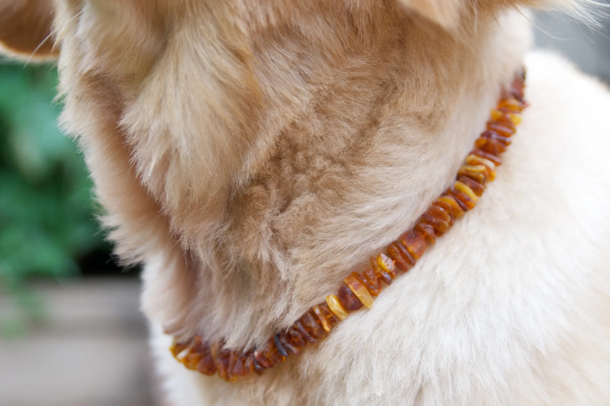 Baltic Amber Collar with Amethyst