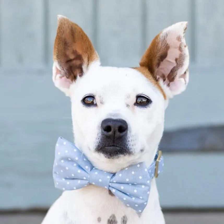 Chambray Dots Bow Tie Collar