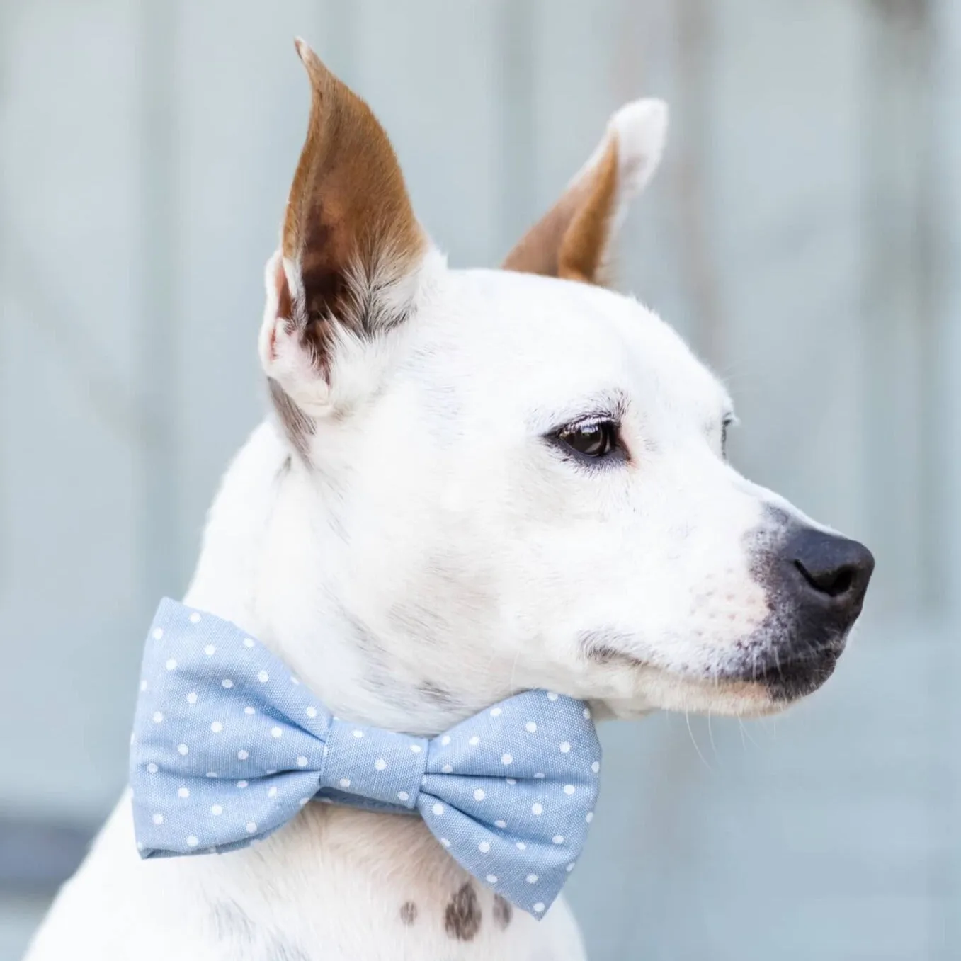 Chambray Dots Bow Tie Collar