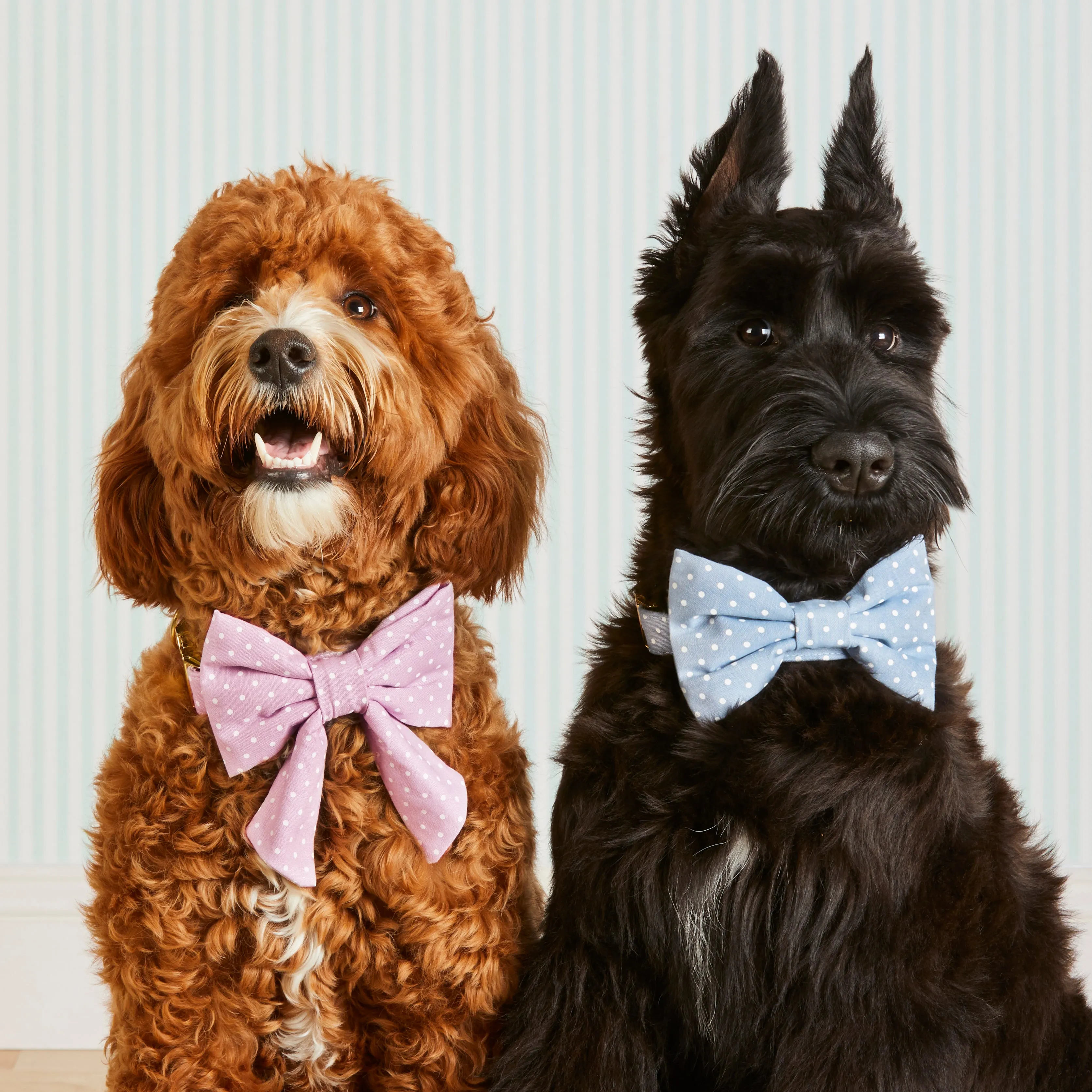 Chambray Dots Bow Tie Collar