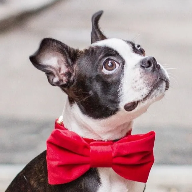 Cranberry Velvet Dog Bow Tie