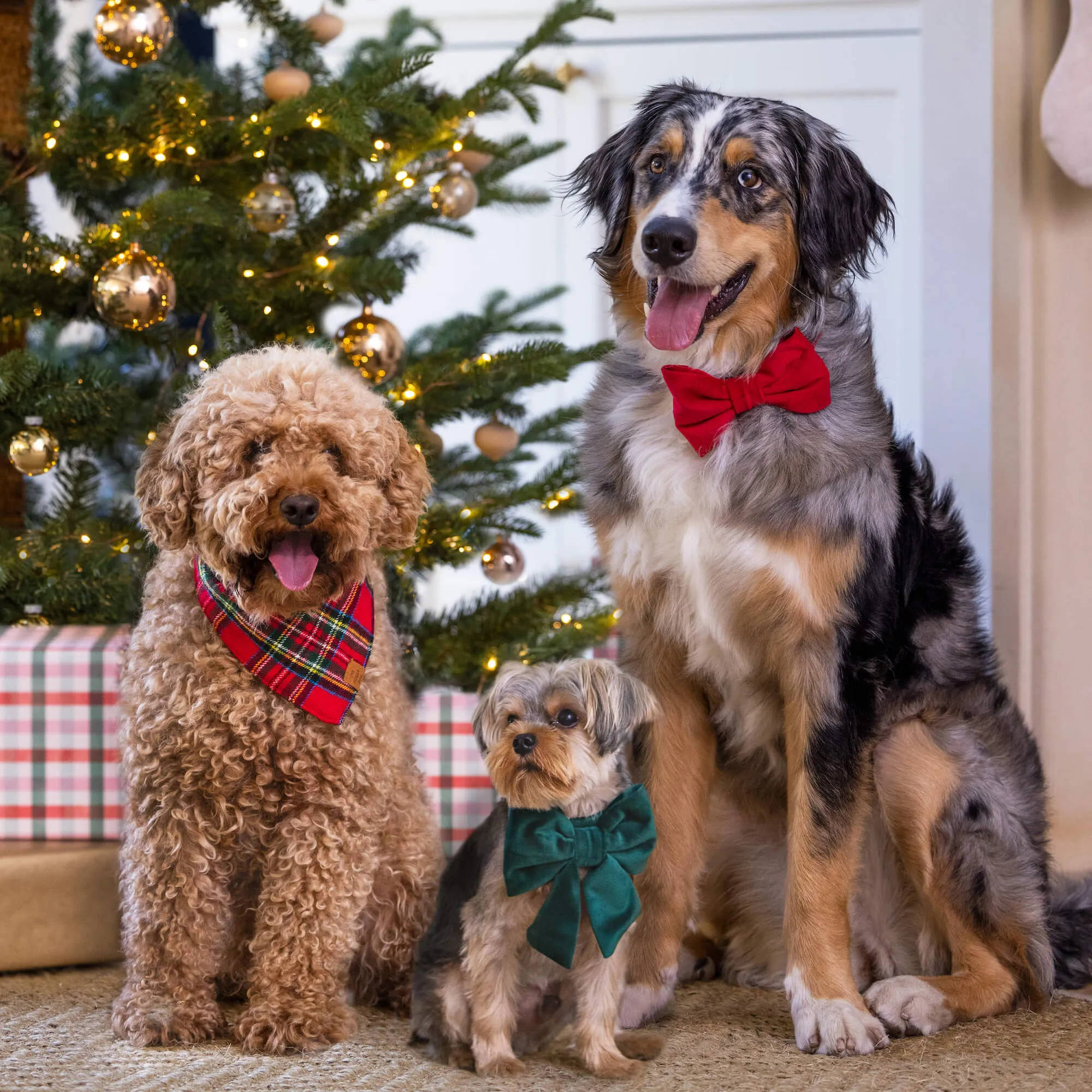 Cranberry Velvet Dog Bow Tie