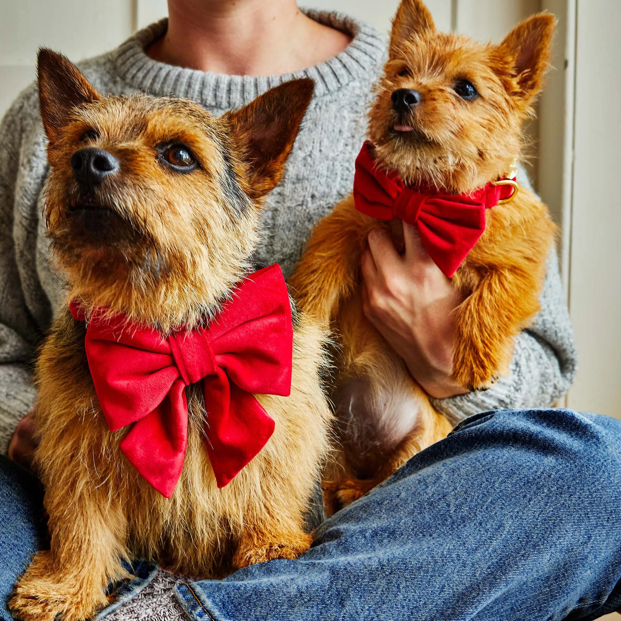 Cranberry Velvet Dog Bow Tie