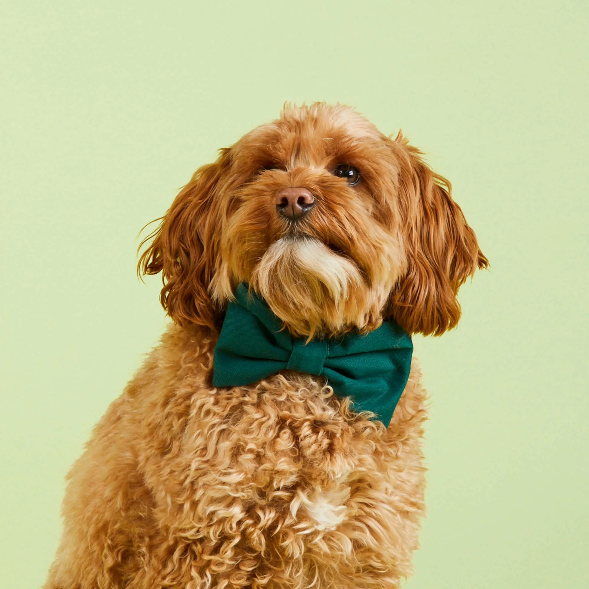 Evergreen Bow Tie Collar