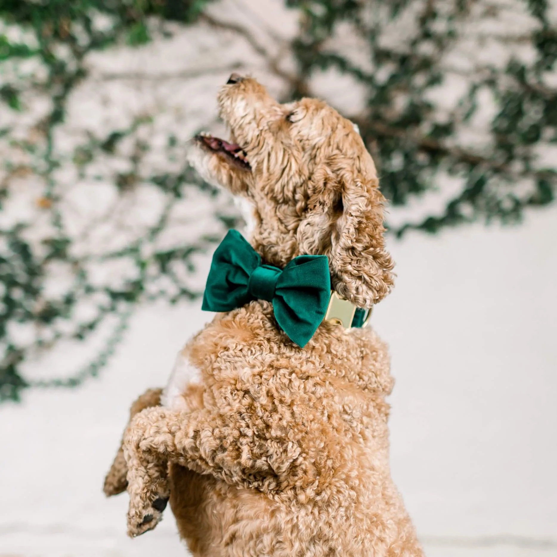 Forest Green Velvet Dog Bow Tie