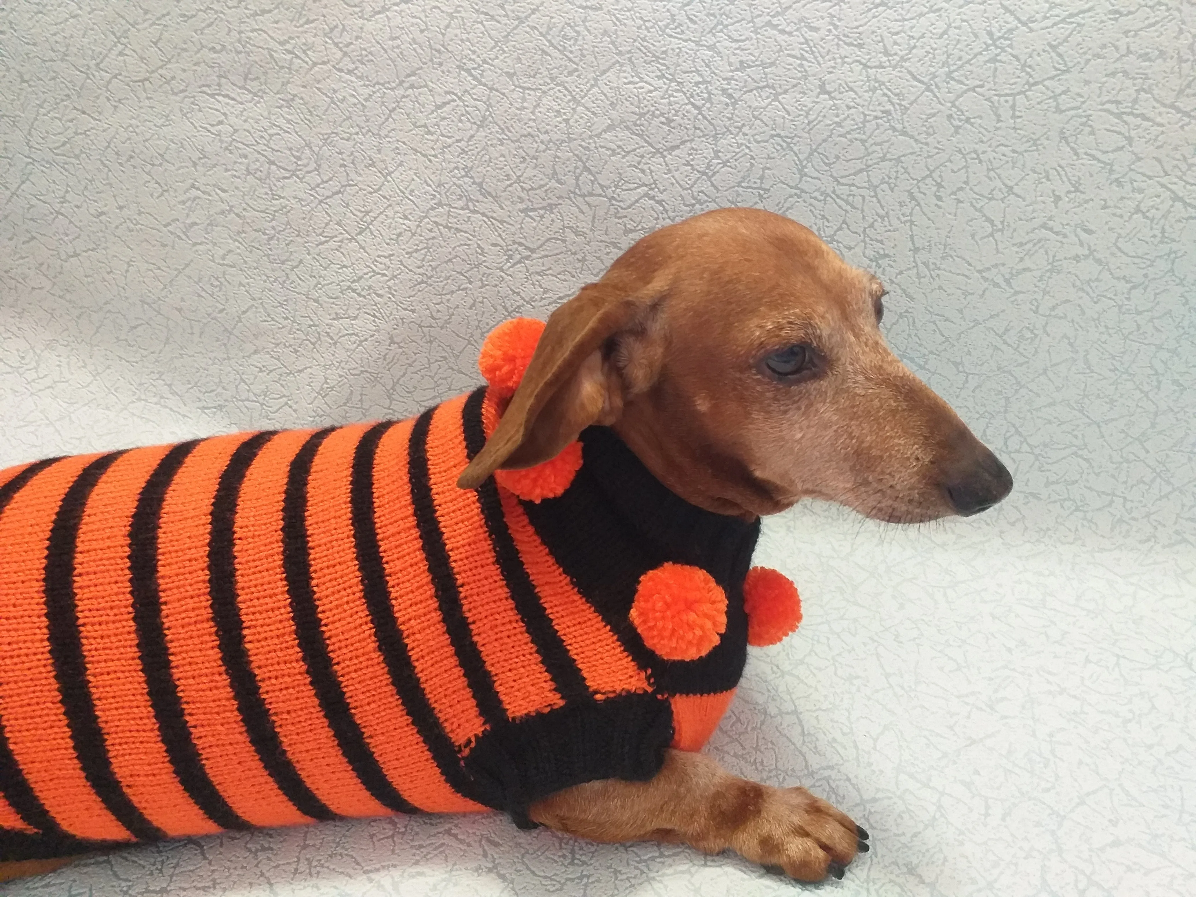 Orange and black striped knitted sweater with pompoms for dachshund or small dog